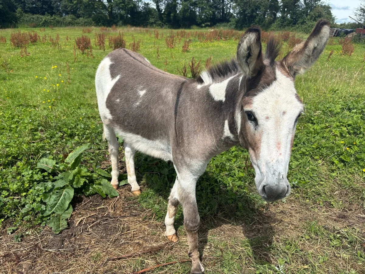 Donkey - Image 2