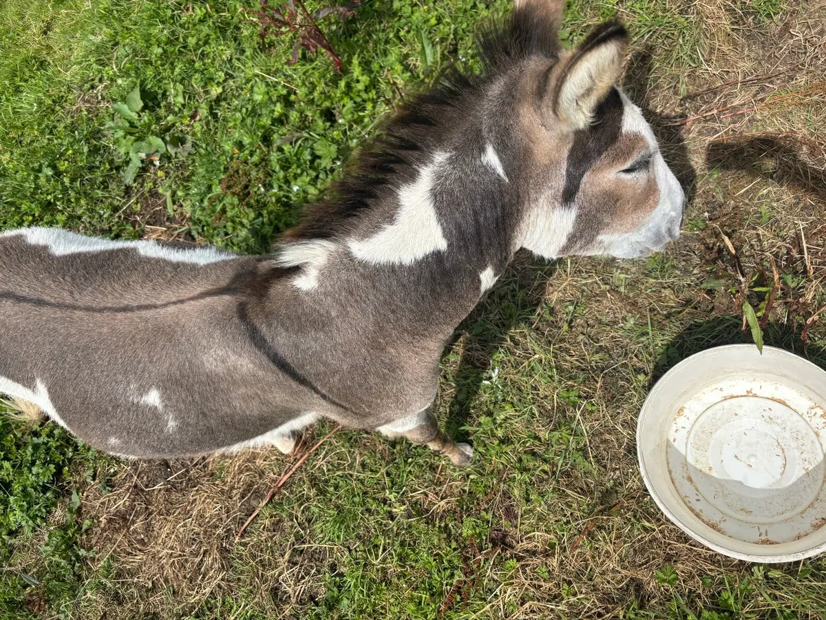 Donkey - Image 3
