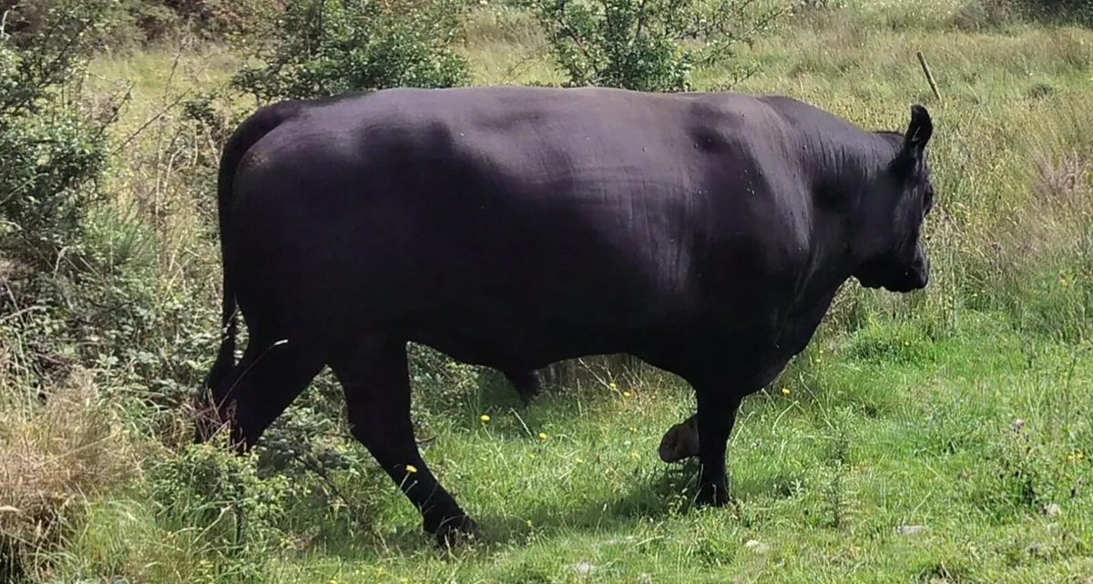 Pedigree Aberdeen Angus Bull – Ennis Mart 09/07 - Image 4