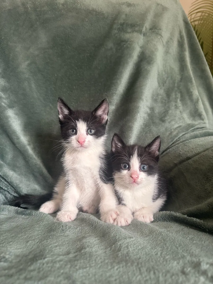 2 Black & White Kittens - Image 1
