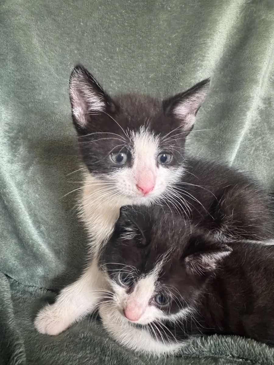 2 Black & White Kittens - Image 2