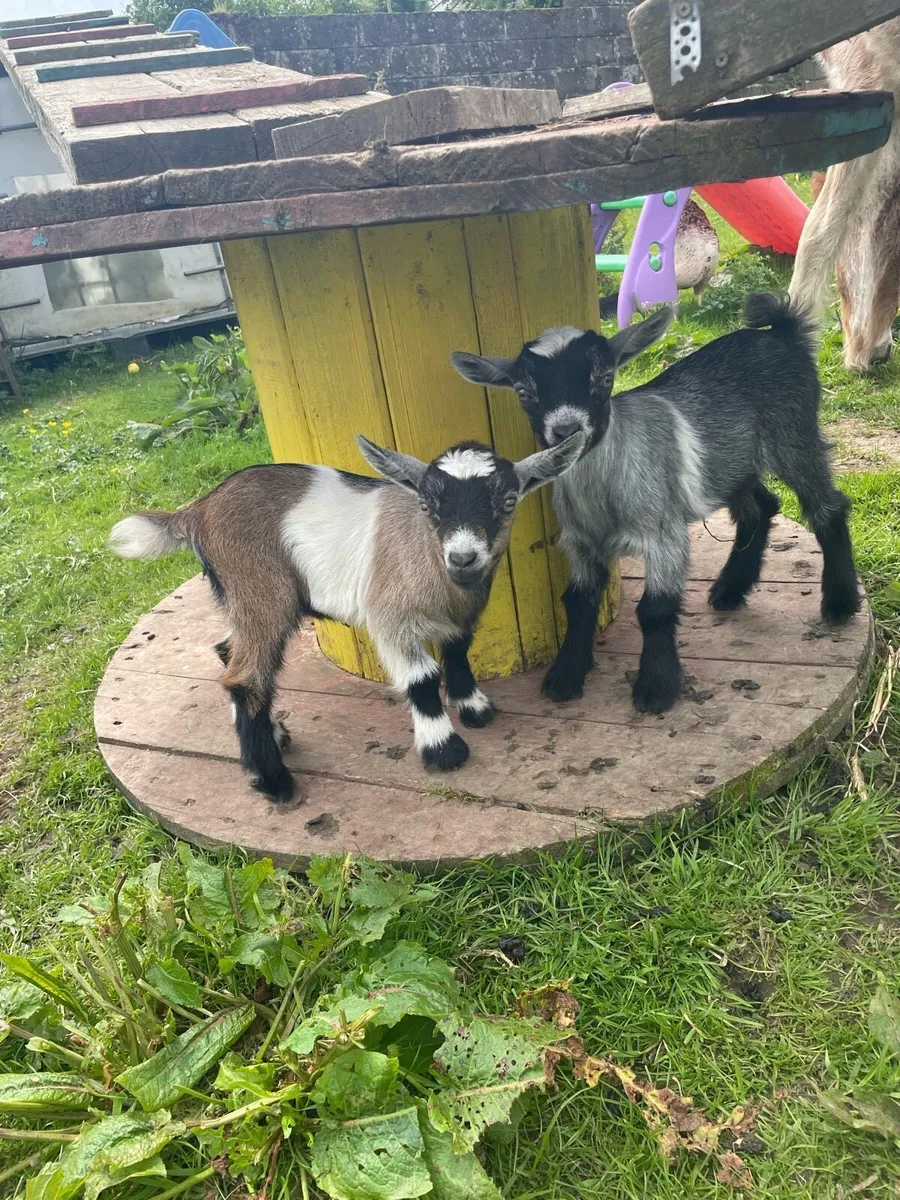 Pygmy goat kids - Image 2