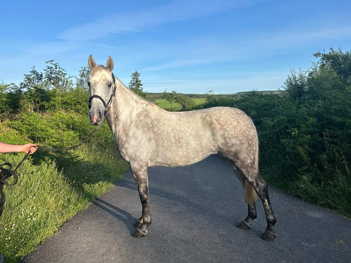 Beautiful Grey Mare - Image 4