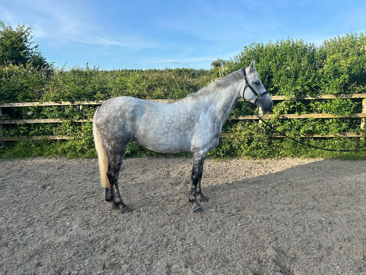 Beautiful Grey Mare - Image 1