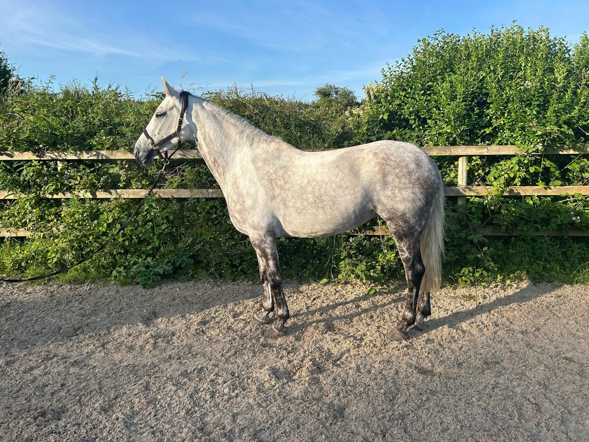 Beautiful Grey Mare - Image 2