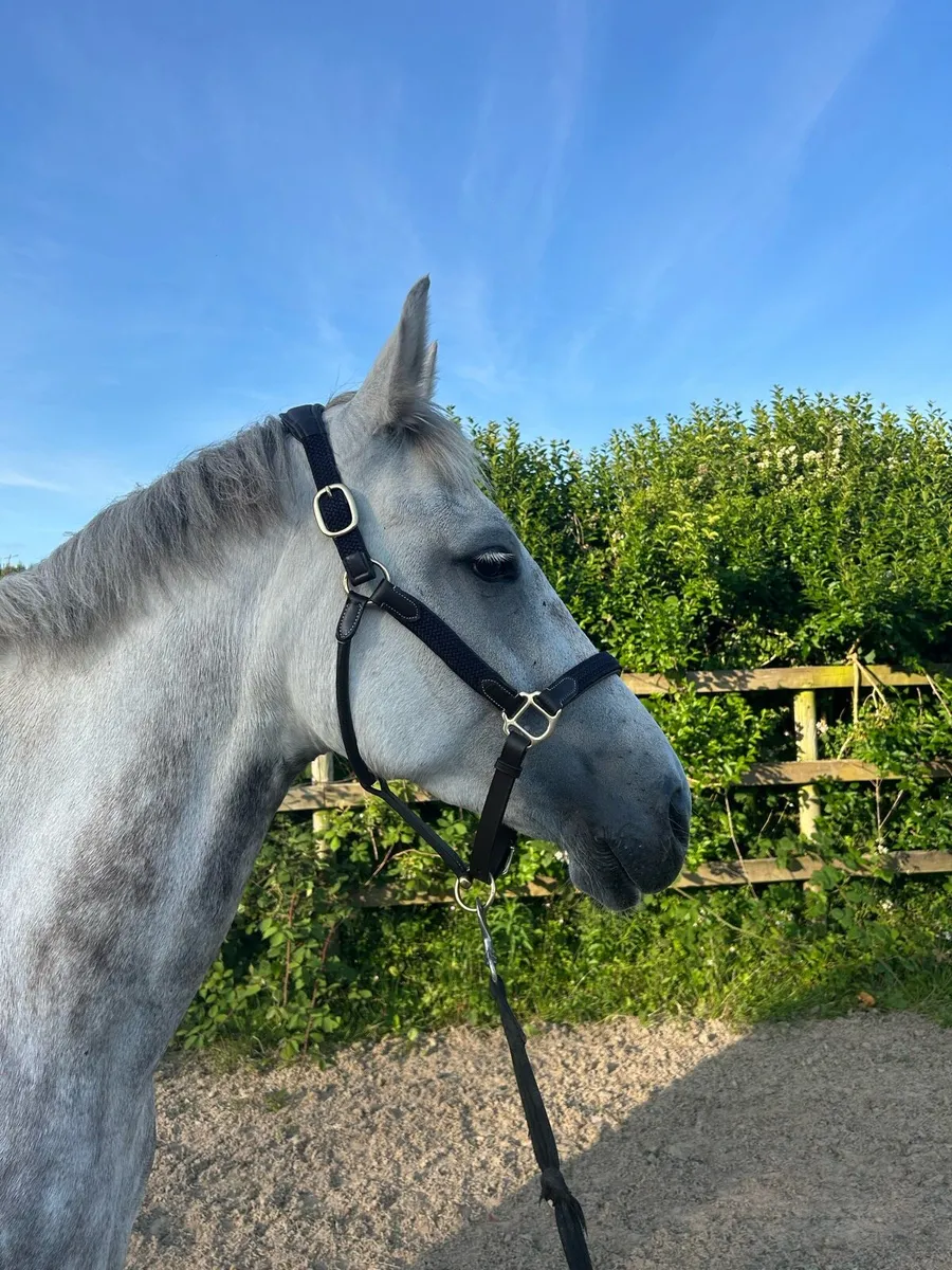 Beautiful Grey Mare - Image 3