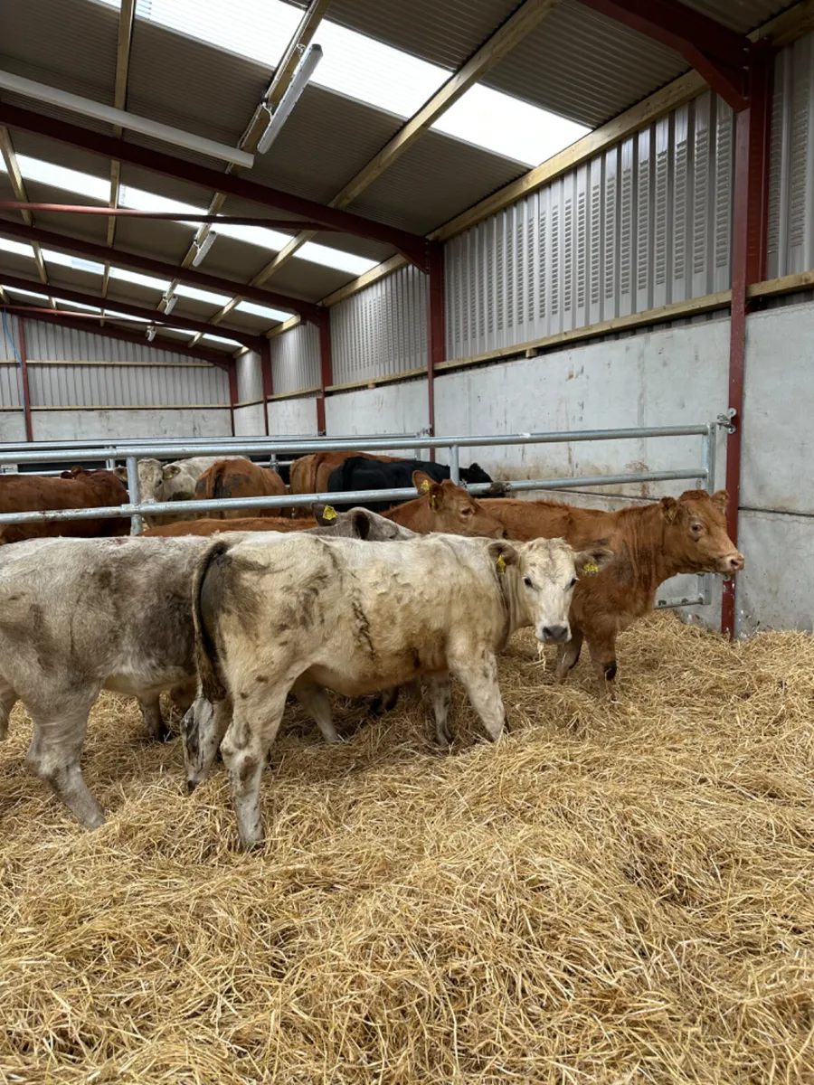 Heifers - Image 2