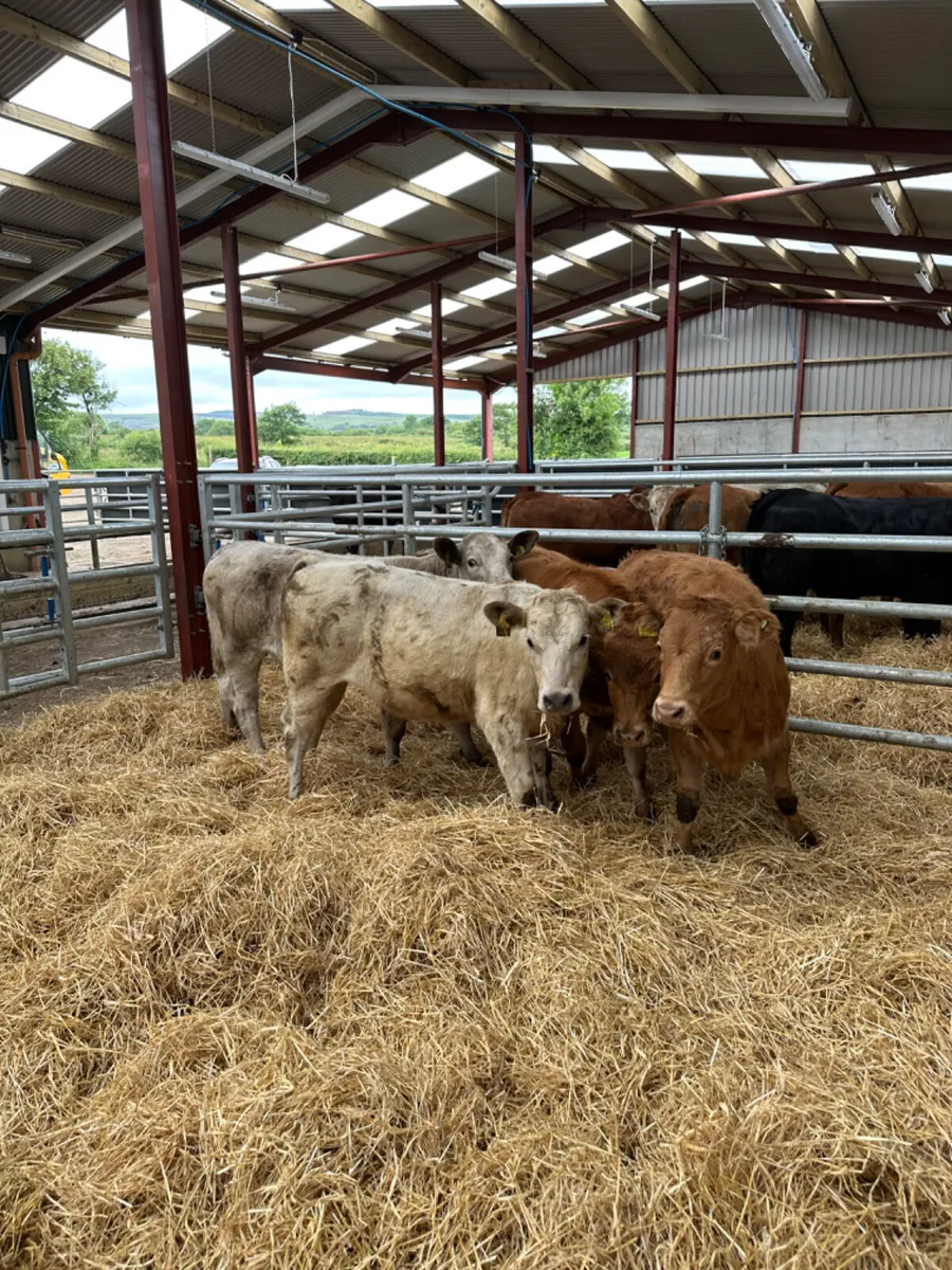 Heifers - Image 3