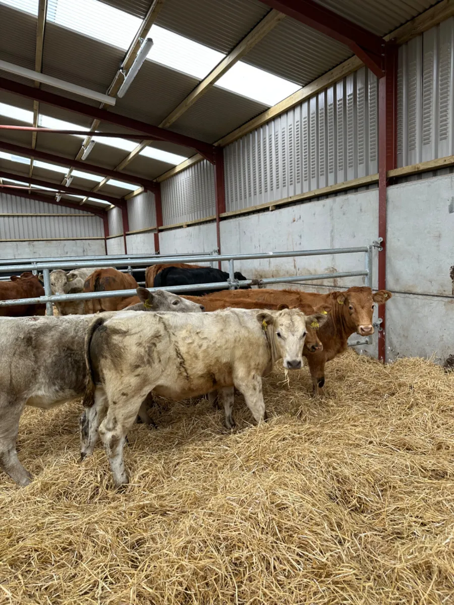Heifers - Image 1