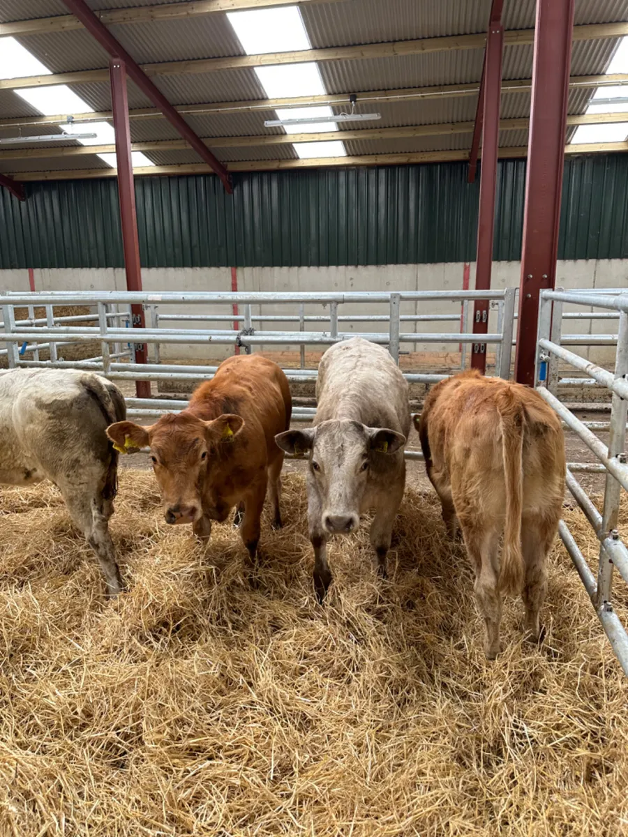 Heifers - Image 4