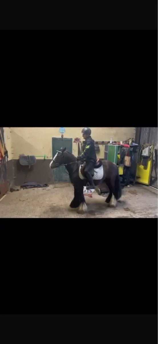 Real smart 12.2 cob pony - Image 4