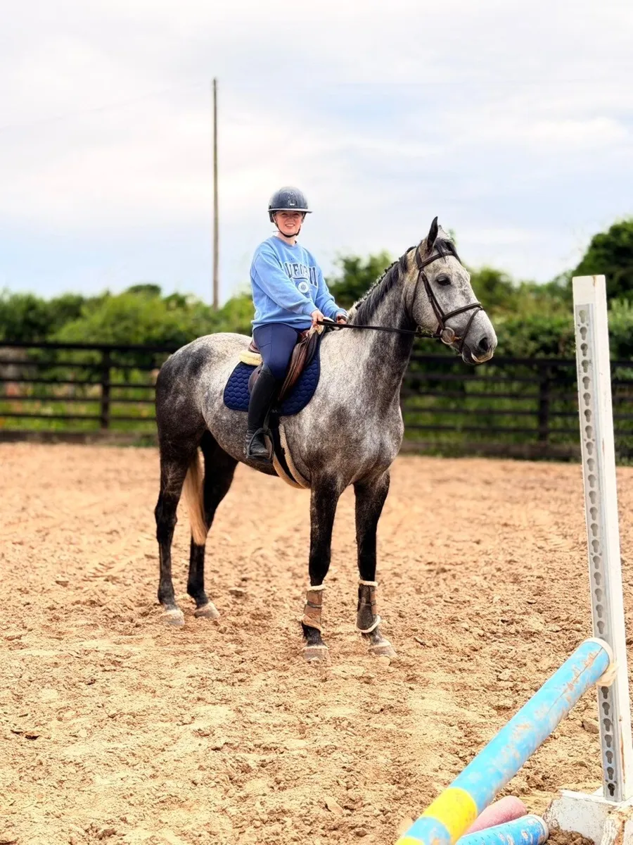 6 yo Douglas for sale - Image 3