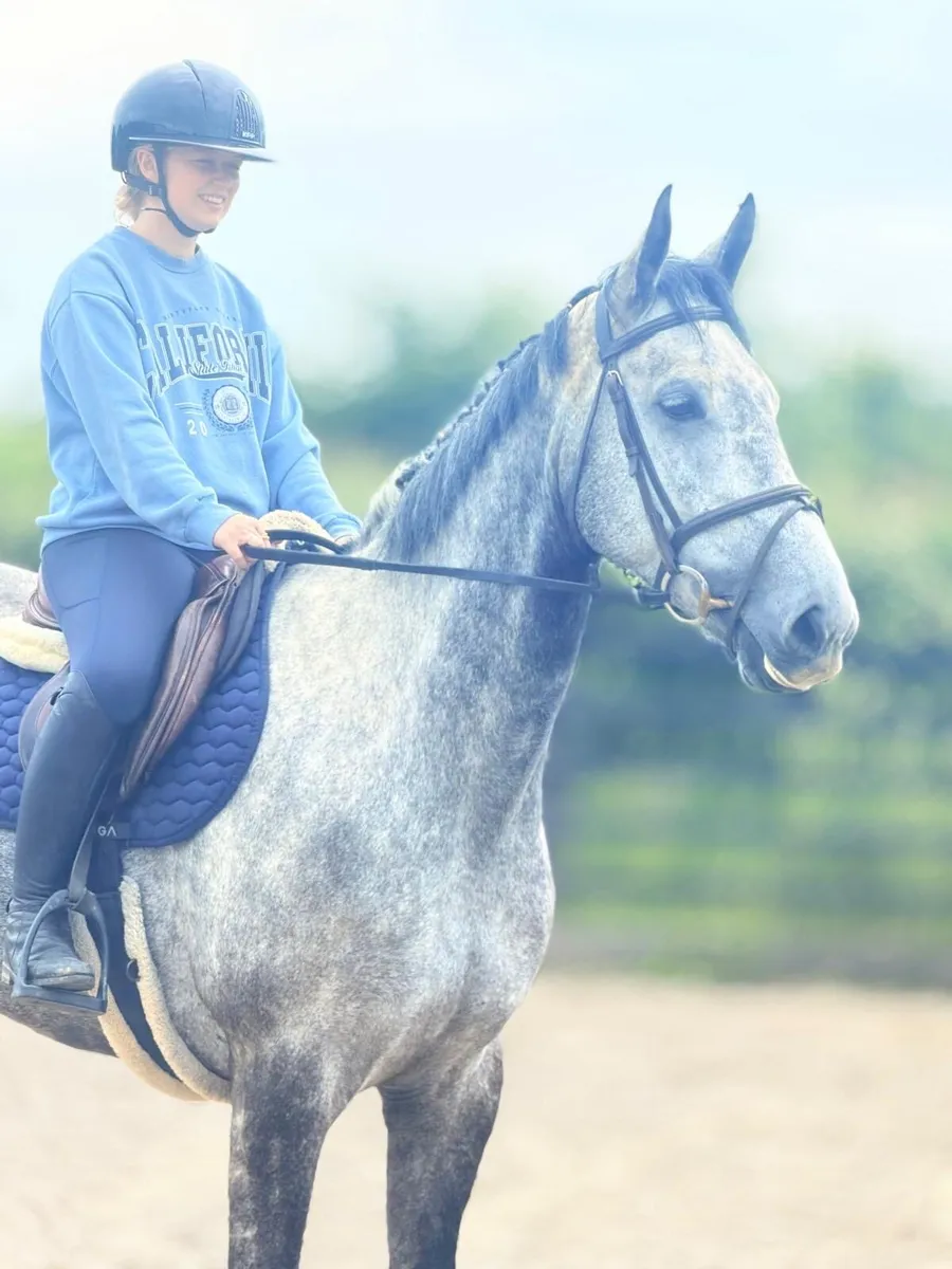6 yo Douglas for sale - Image 1
