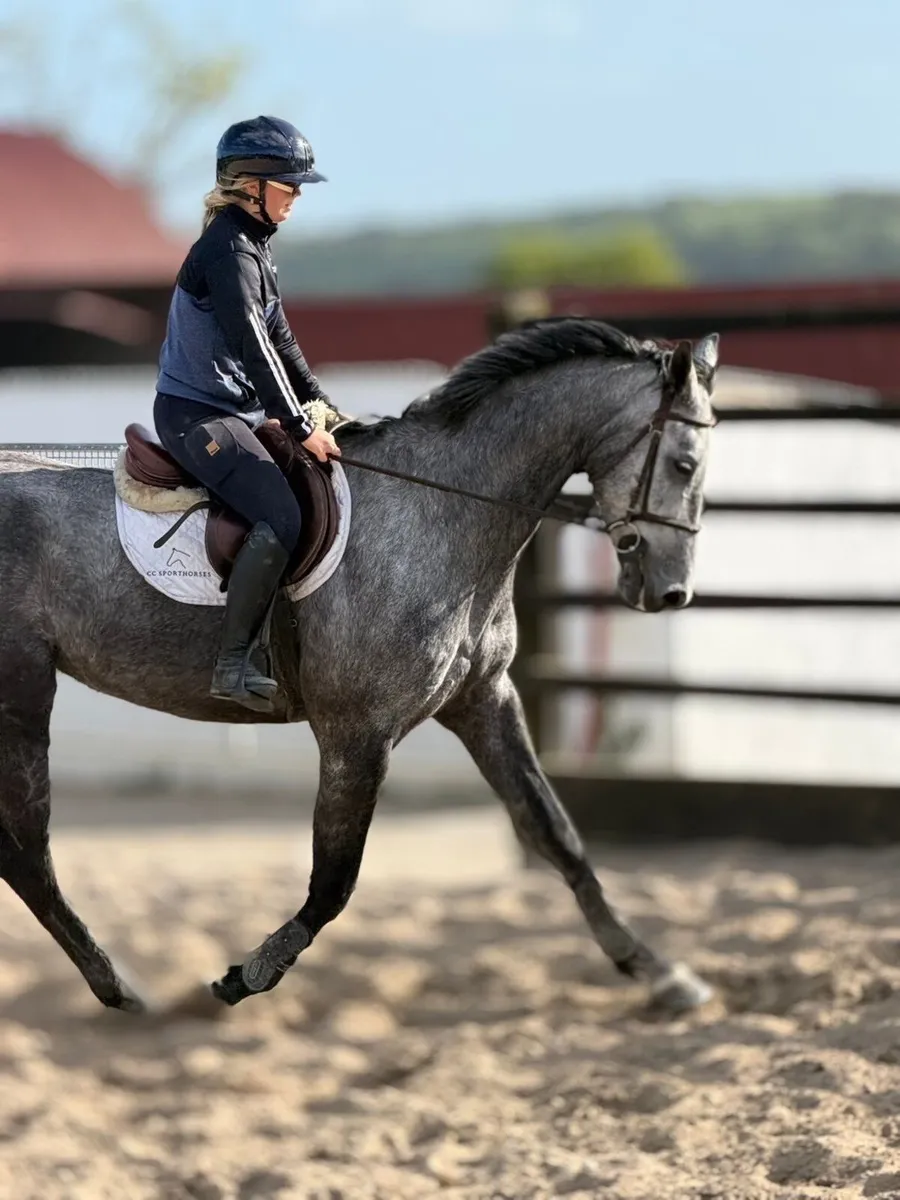 6 yo Douglas for sale - Image 2
