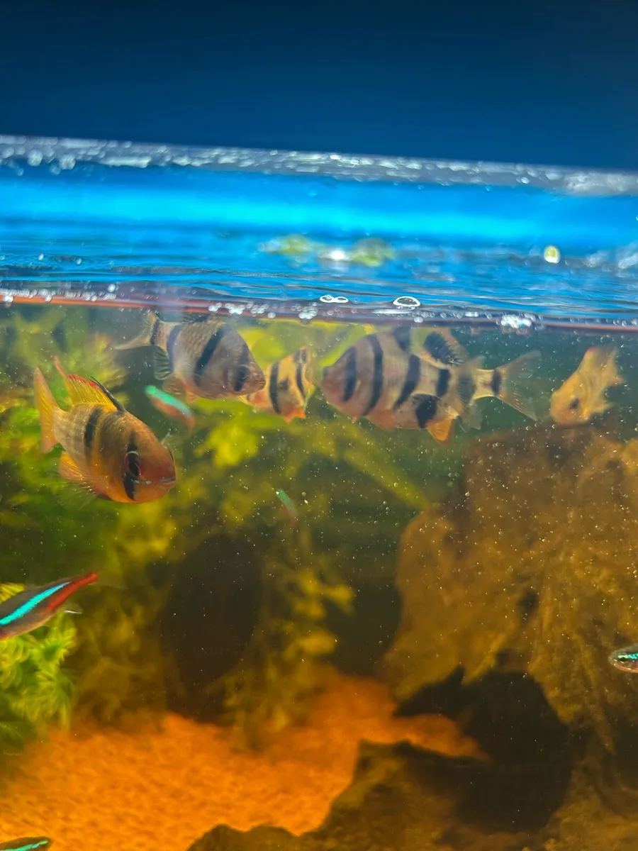 Fish tank - Image 1