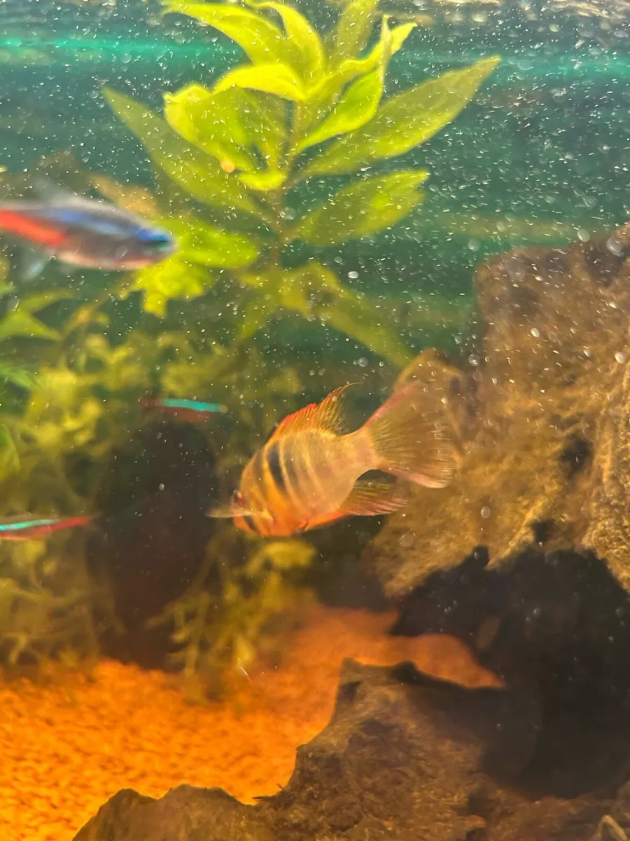 Fish tank - Image 2