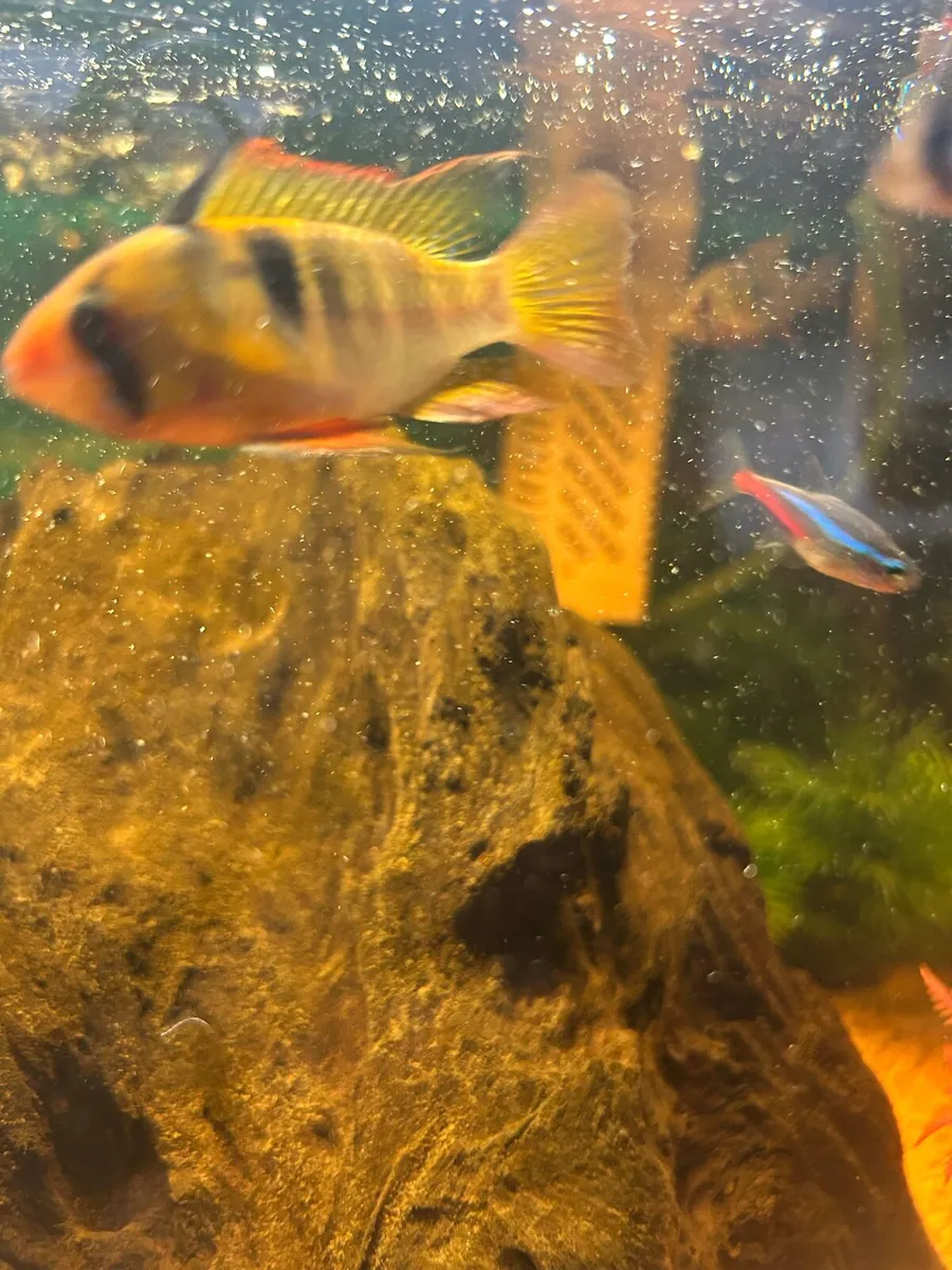 Fish tank - Image 3
