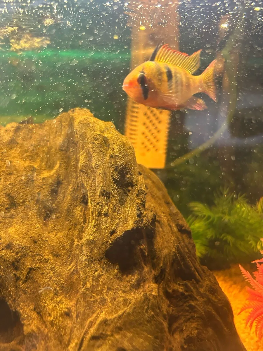Fish tank - Image 4