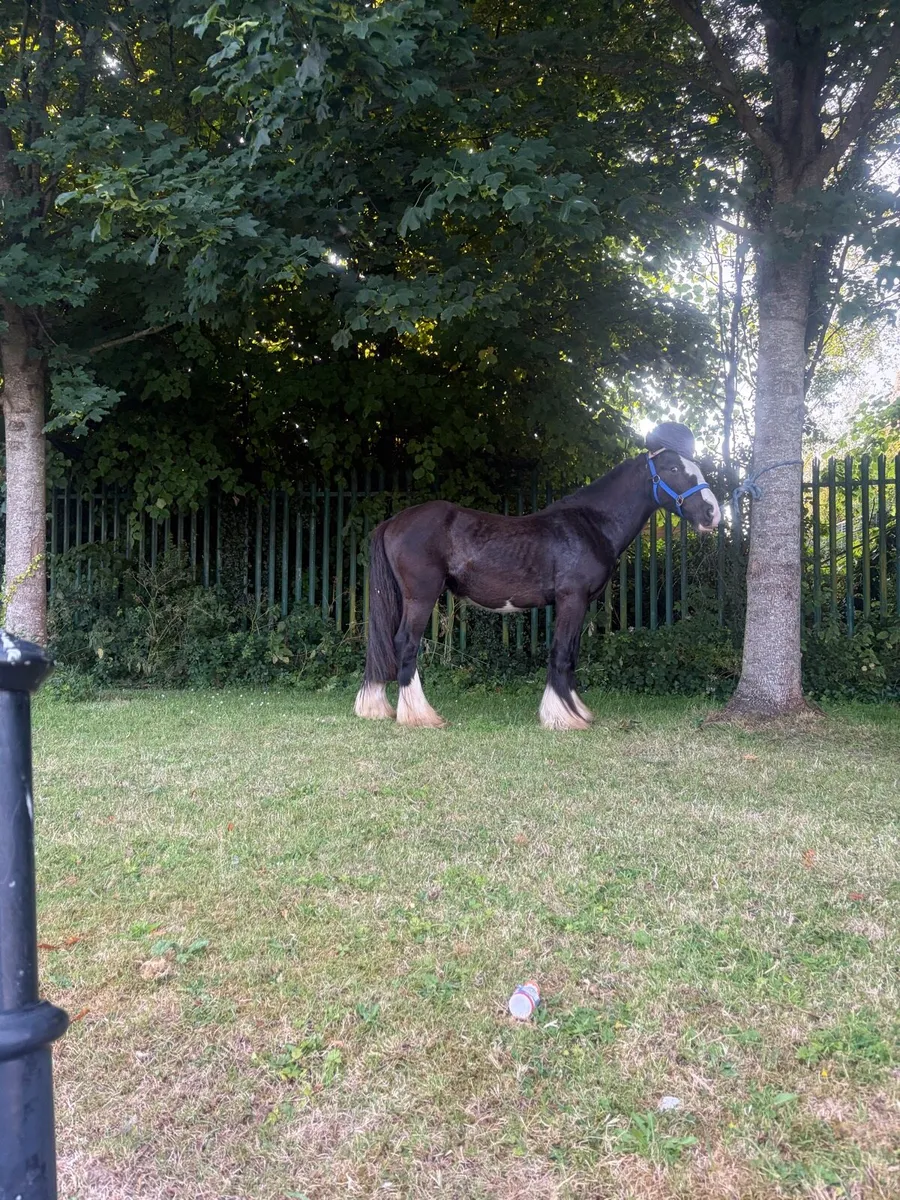 Pony - Image 1