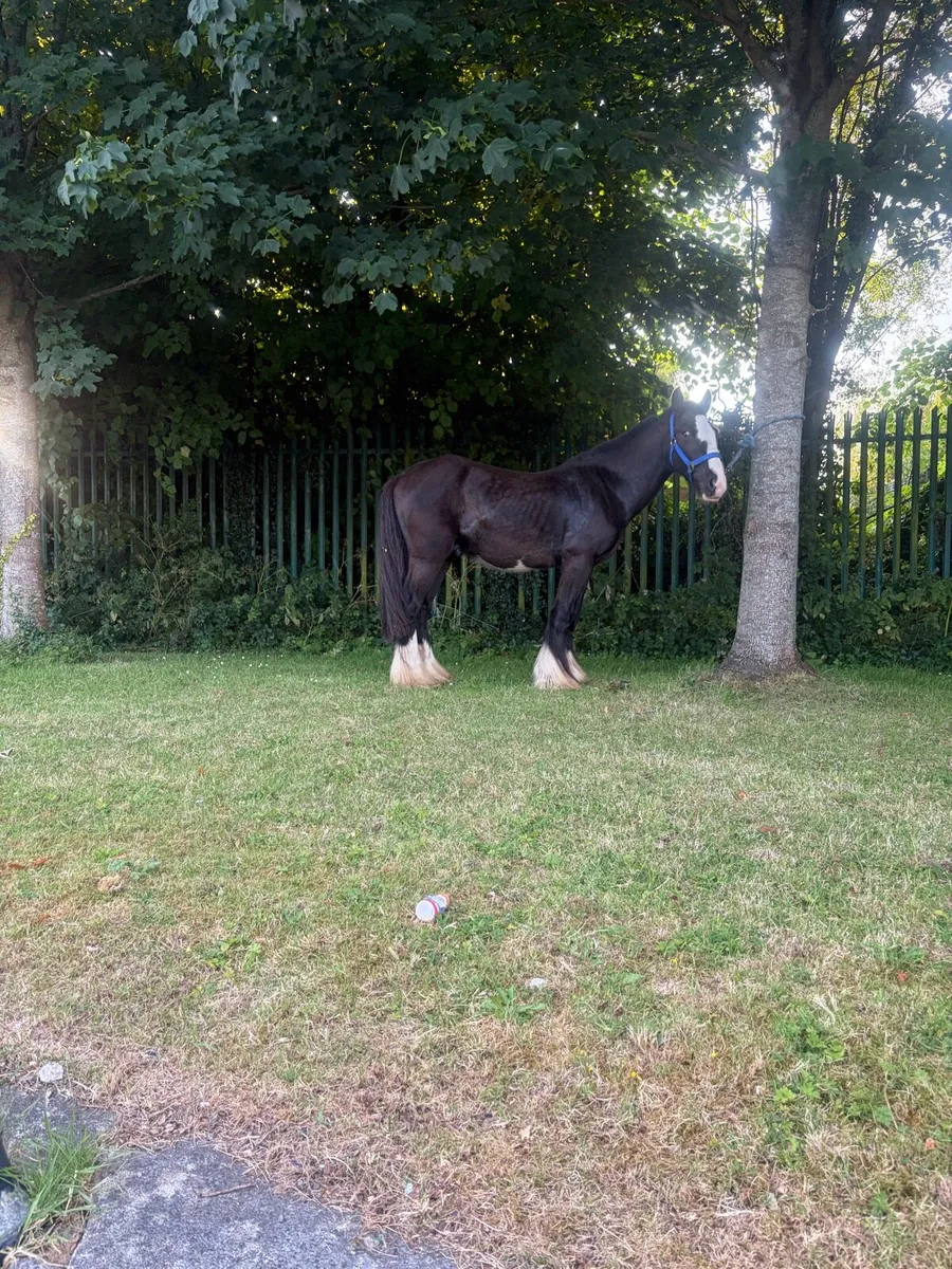 Pony - Image 2
