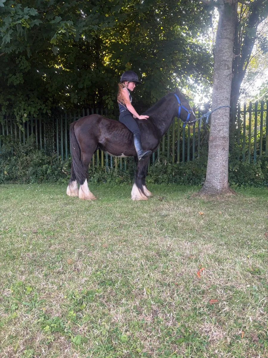 Pony - Image 3