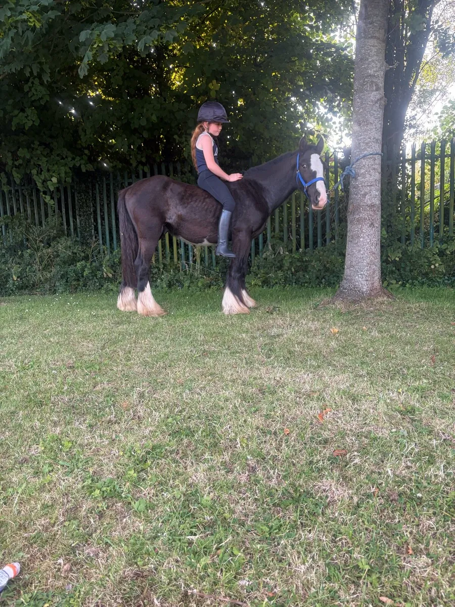 Pony - Image 4