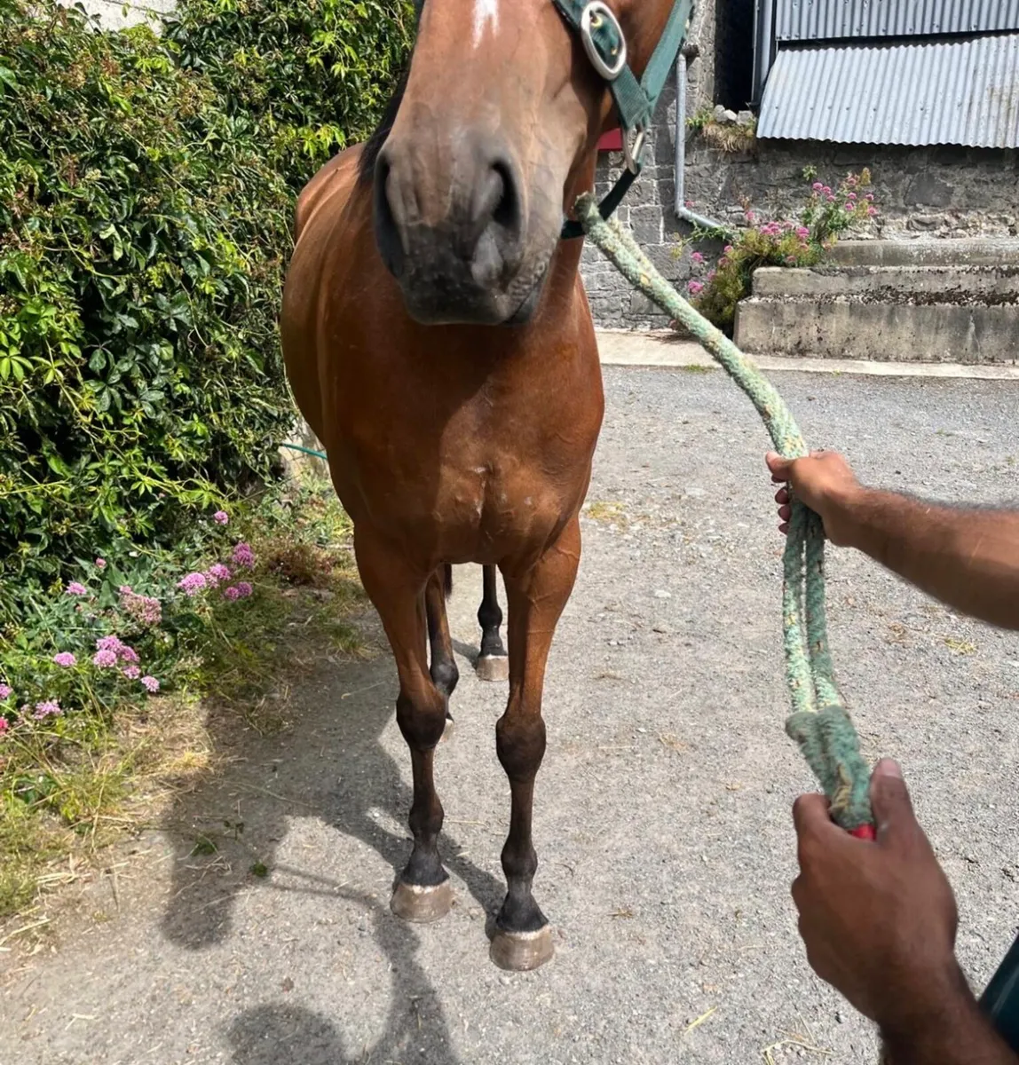 Unbroken Jukebox Jury gelding - Image 2
