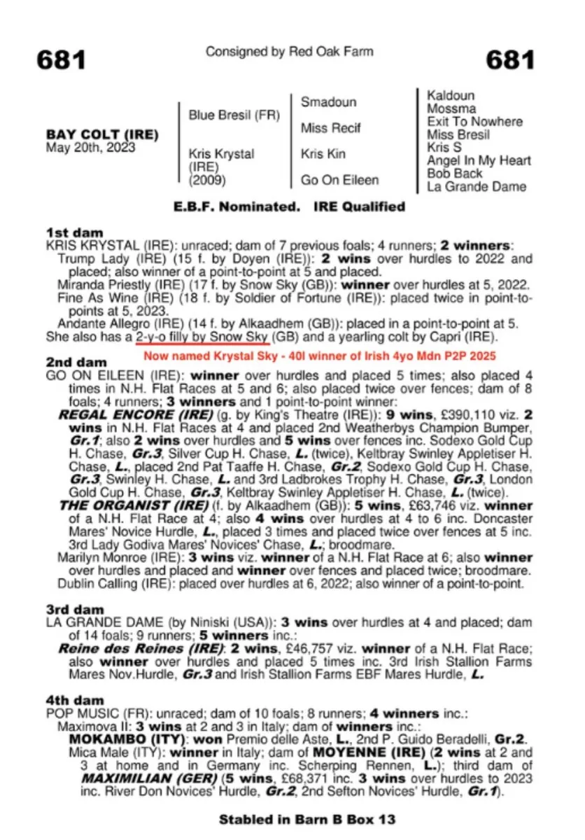 Unbroken Jukebox Jury gelding - Image 3