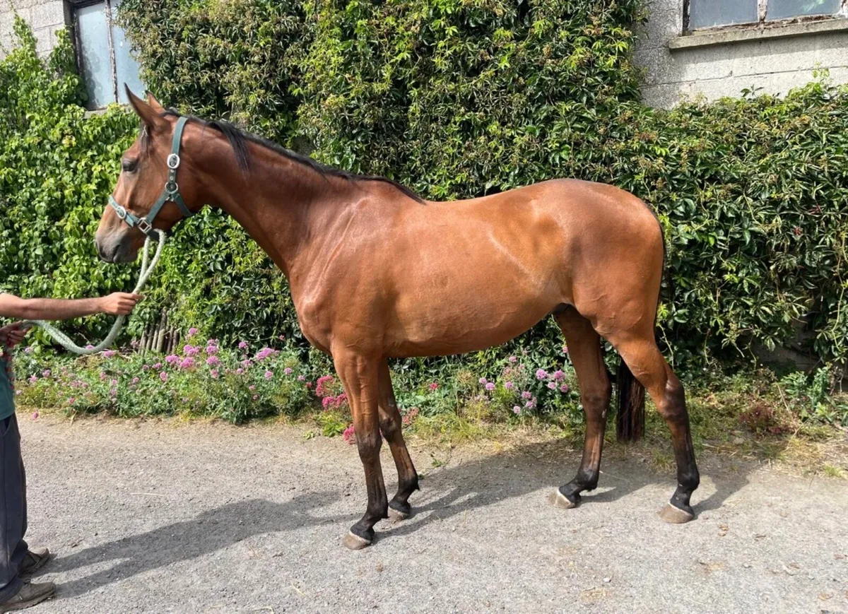 Unbroken Jukebox Jury gelding - Image 1