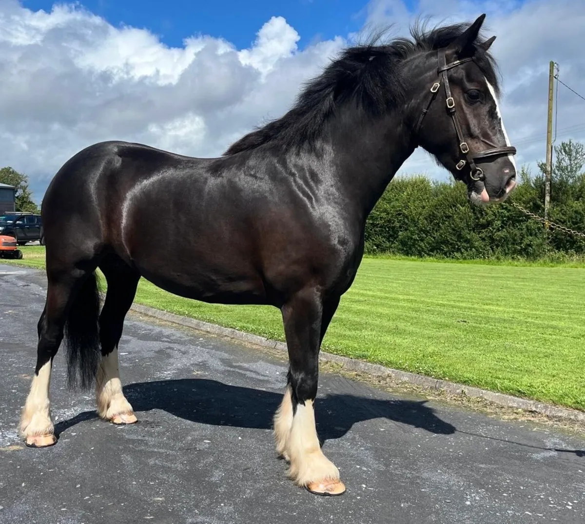 LOT 486 GORESBRIDGE 9th JULY - Image 2