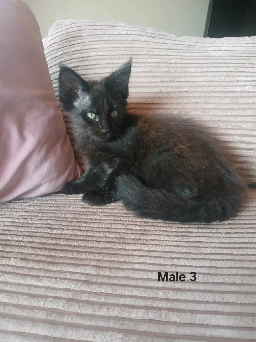 Maine coon kittens - Image 4