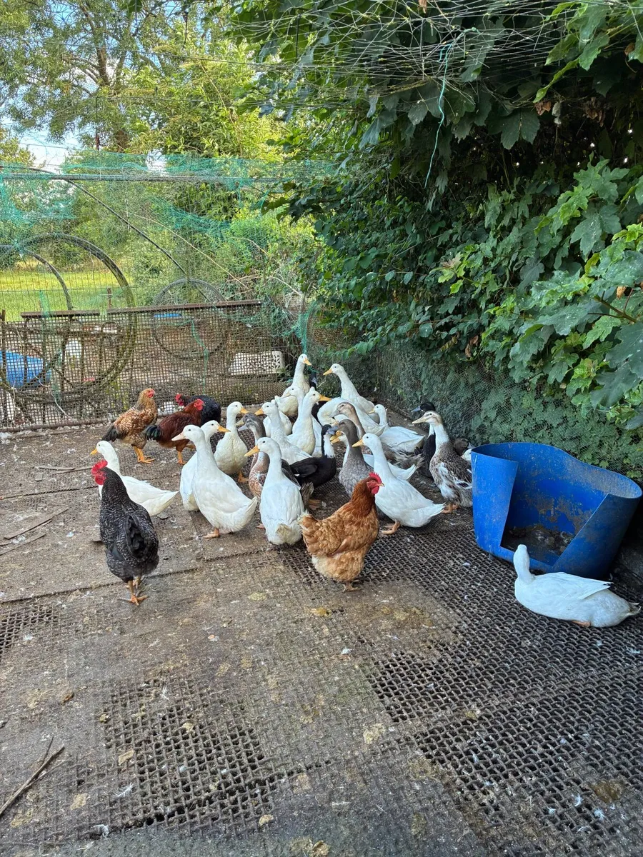 Ducks - Image 1