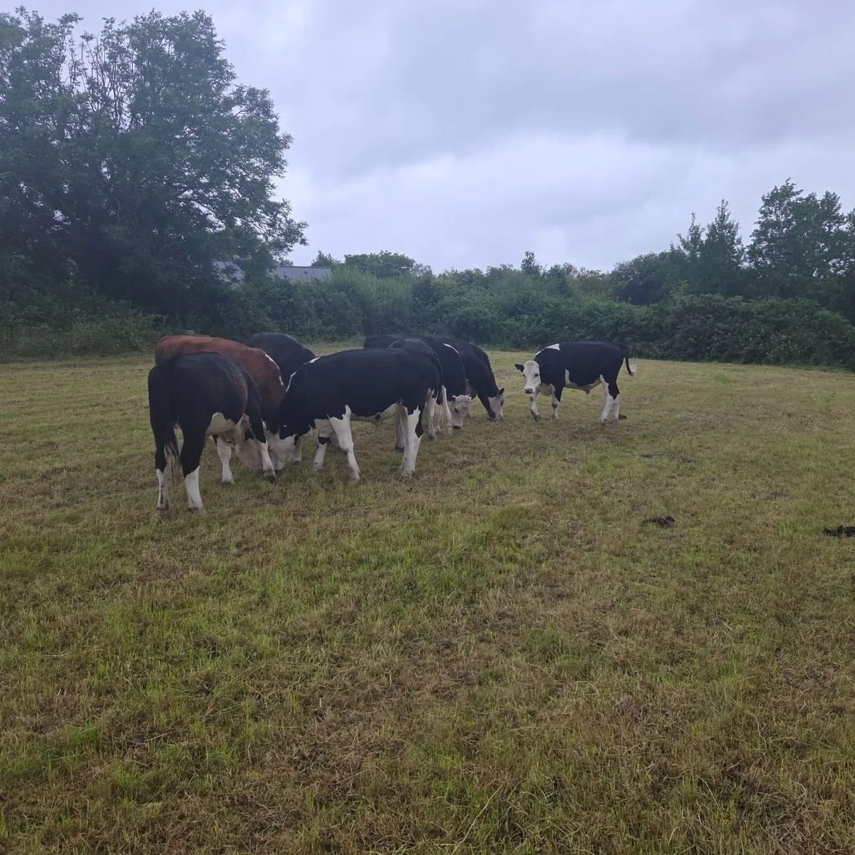Bullocks - Image 1