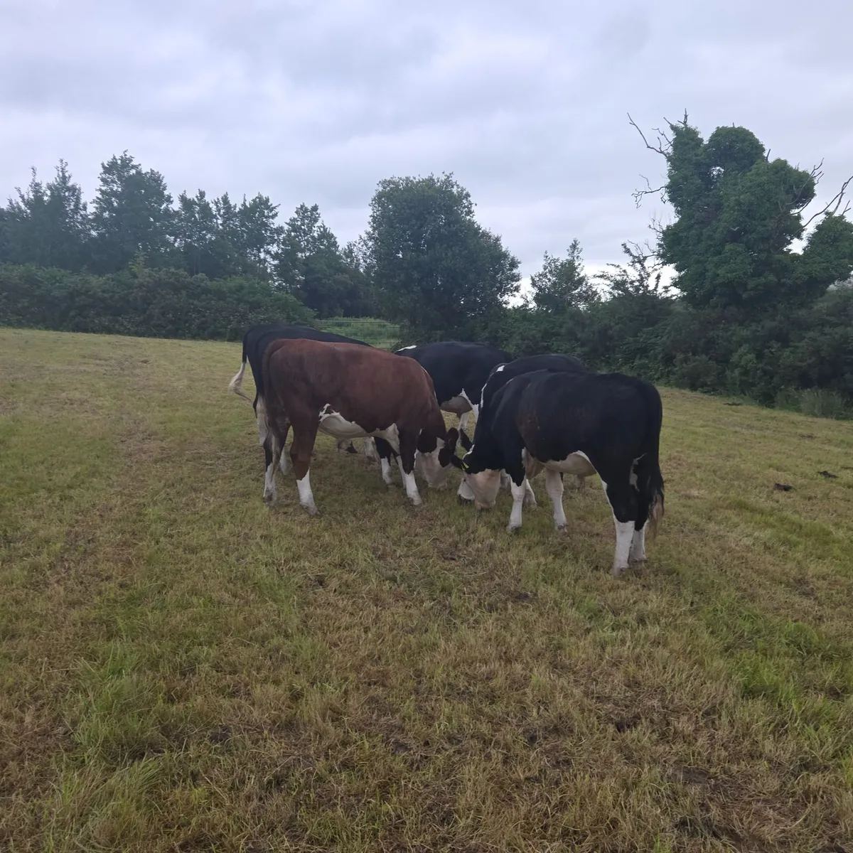 Bullocks - Image 2