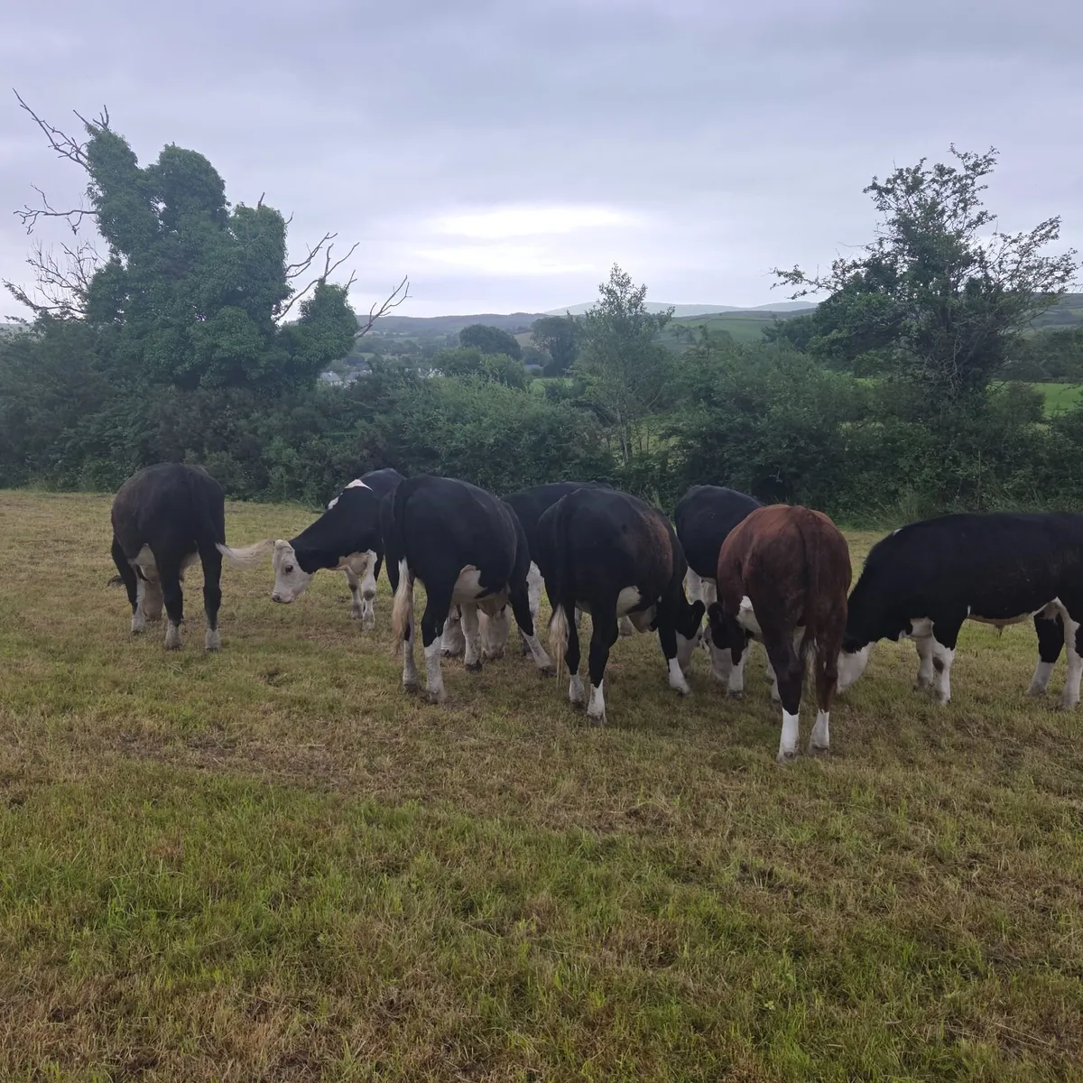 Bullocks - Image 3