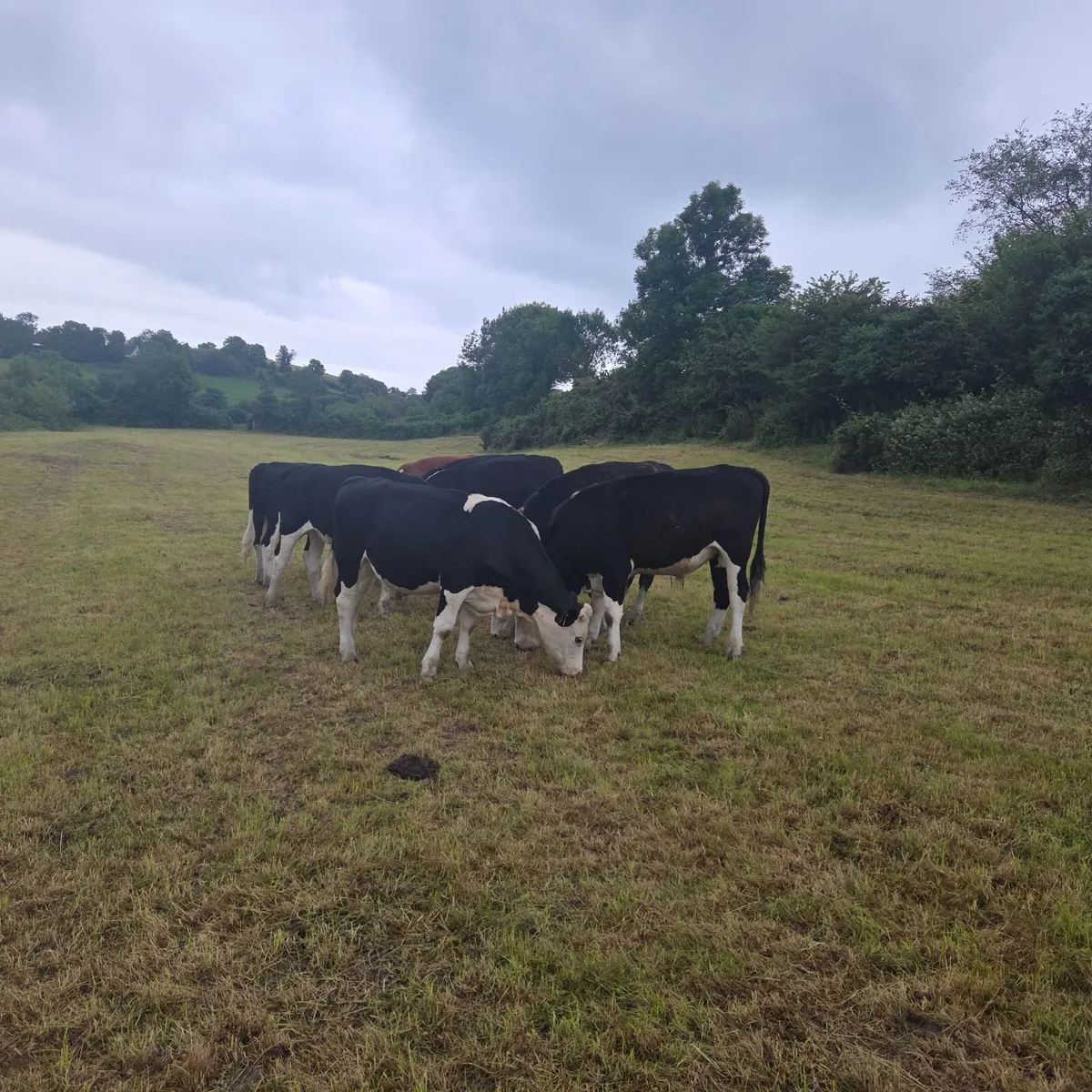 Bullocks - Image 4