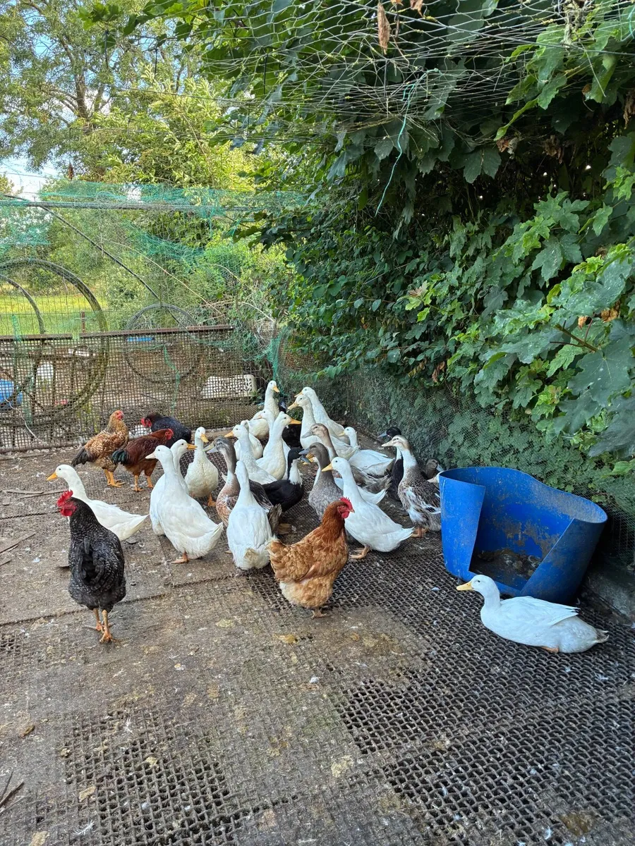 Ducks - Image 2