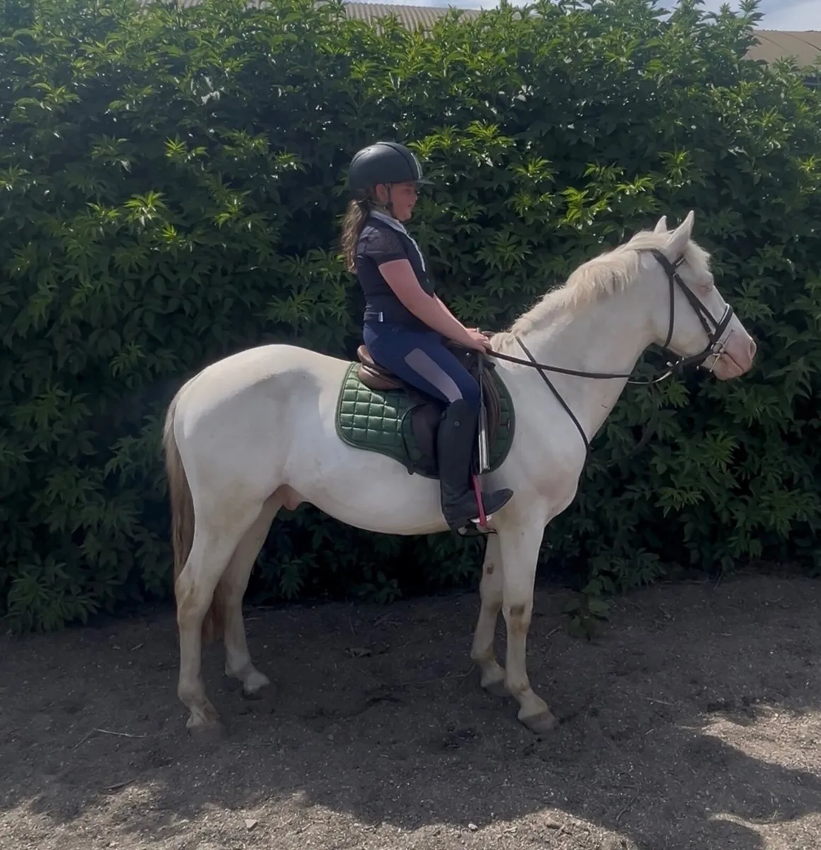 138cm 5yr Connemara gelding - Image 1