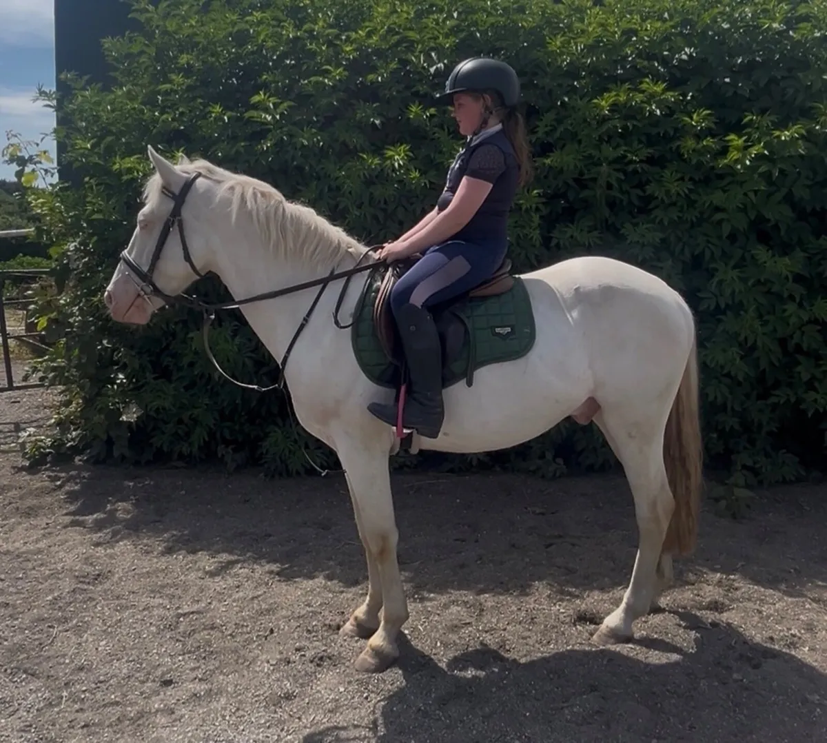 138cm 5yr Connemara gelding - Image 3