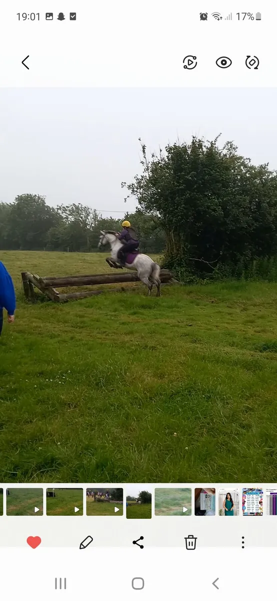 Connemara pony - Image 2