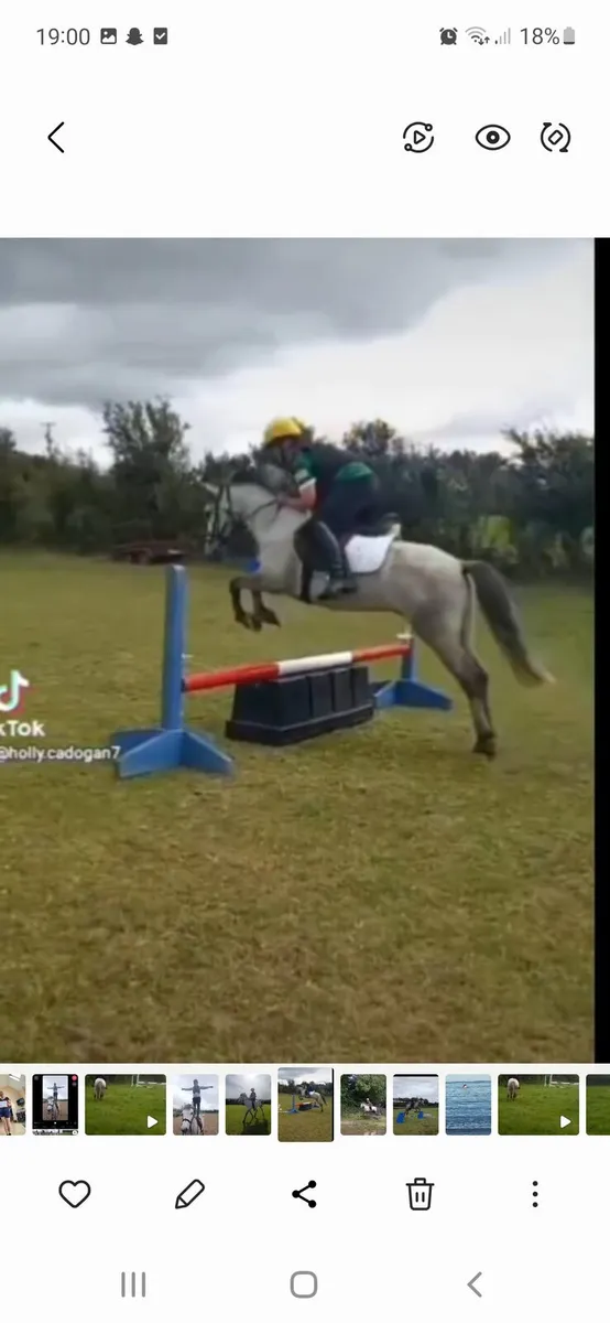 Connemara pony - Image 3