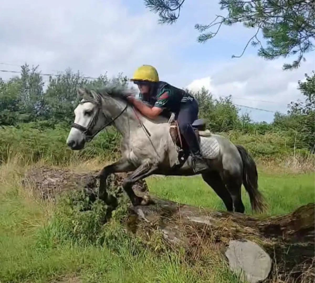Connemara pony - Image 1