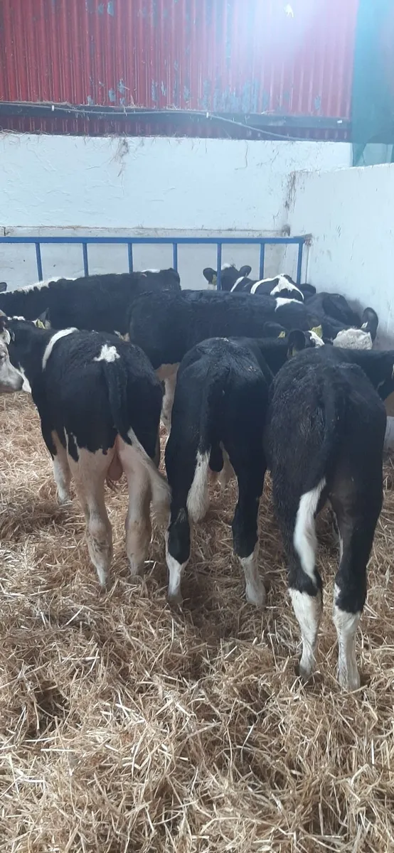 Grass calves for sale - Image 1