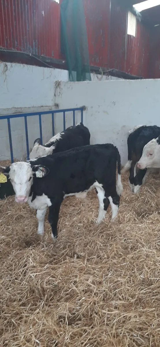 Grass calves for sale - Image 2