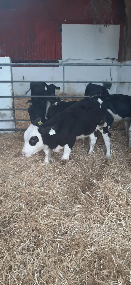 Grass calves for sale - Image 3