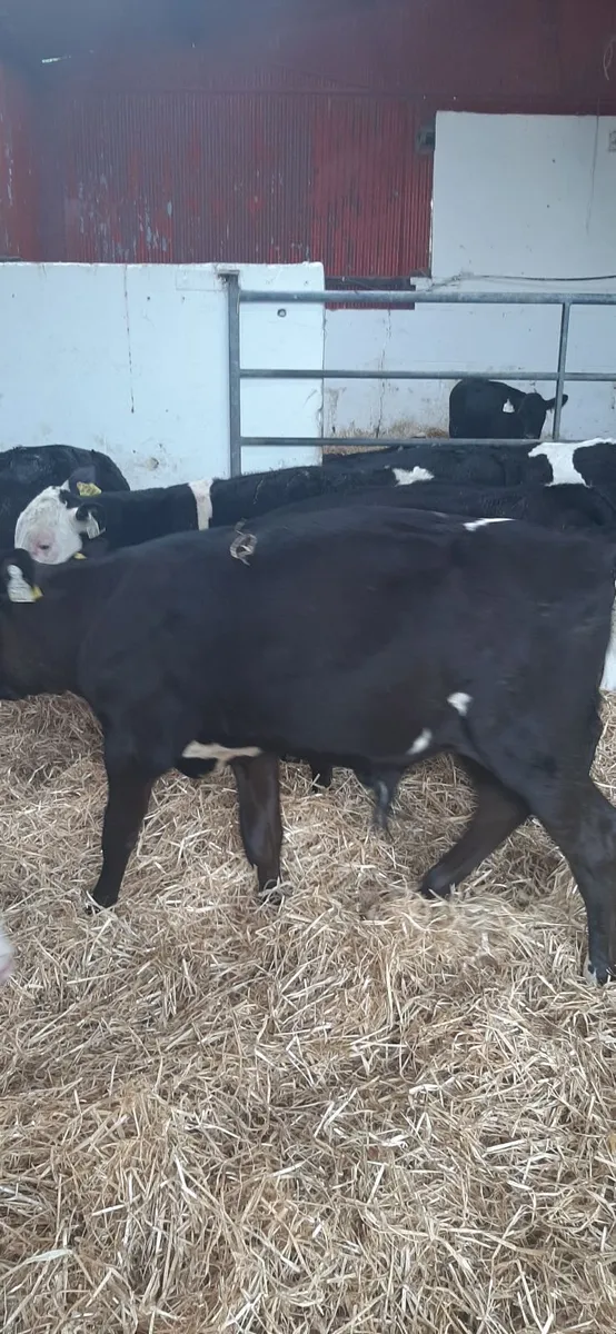 Grass calves for sale - Image 4