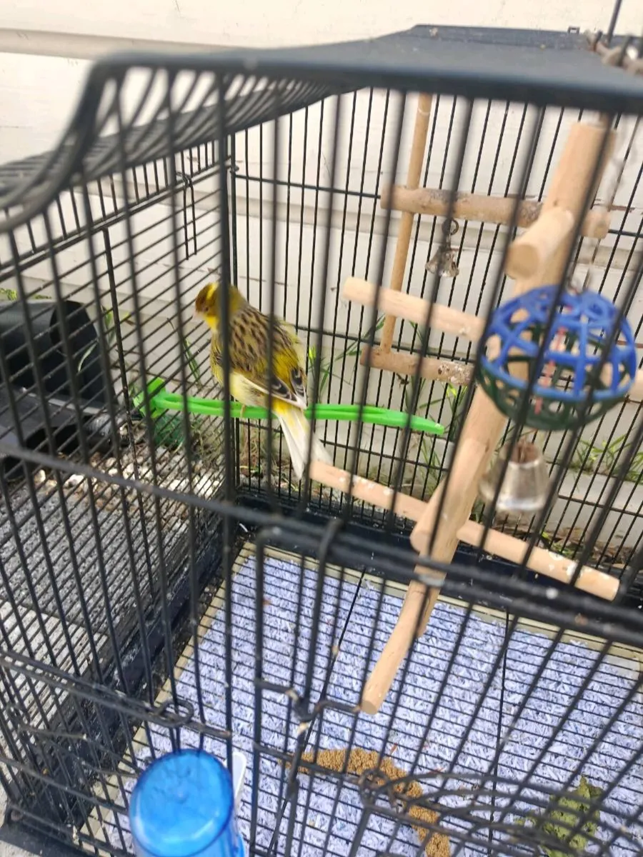 Cage - Image 1
