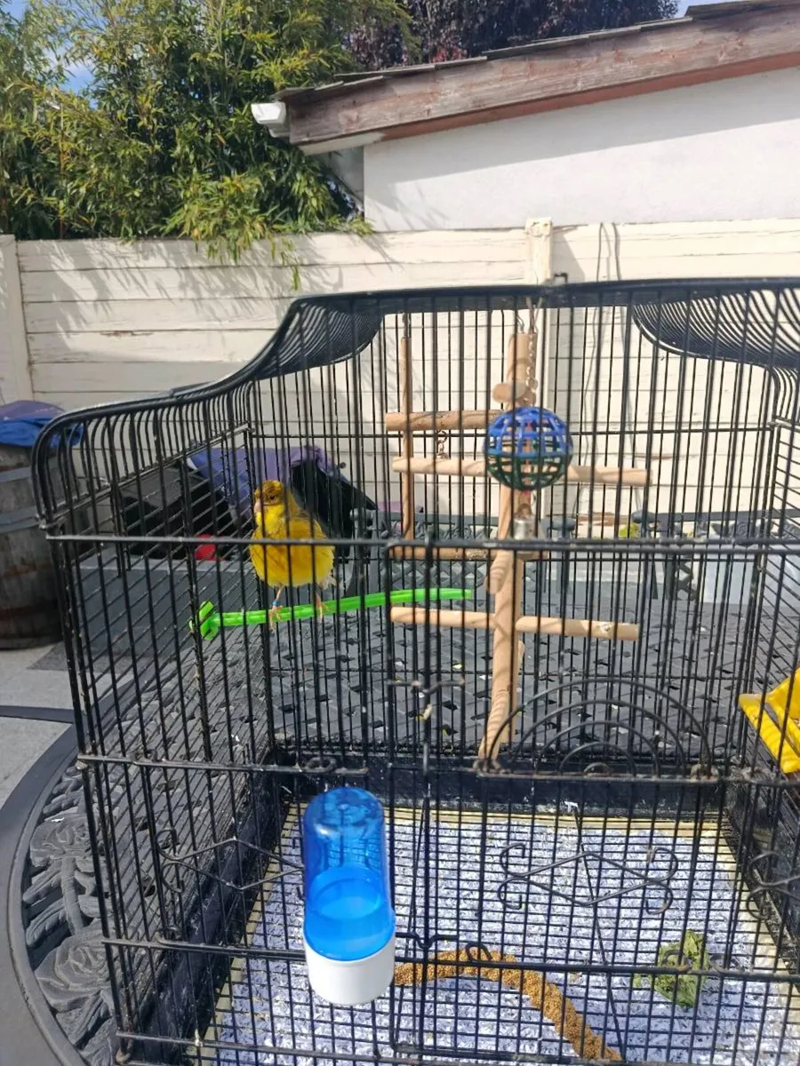 Cage - Image 3