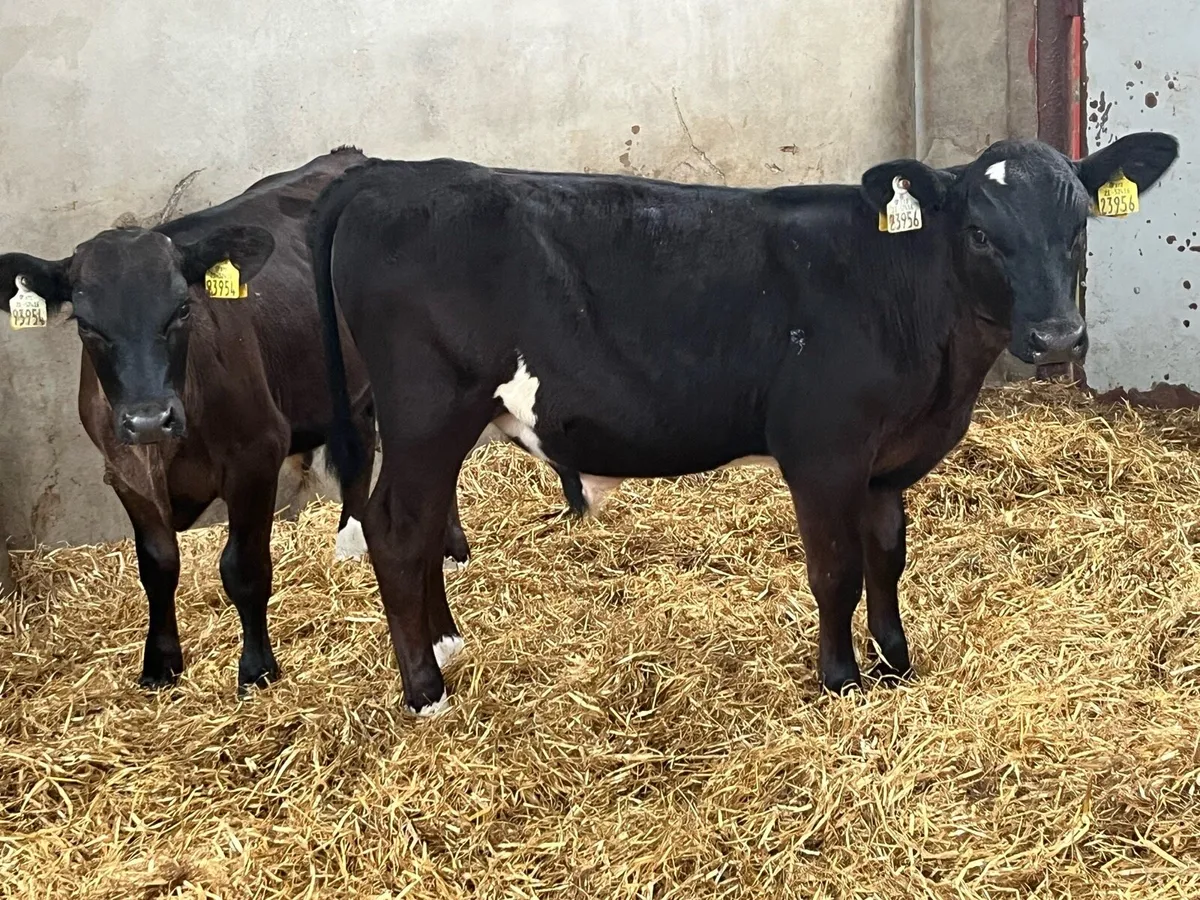 Super 5 Month Old AA HE Bull Runners - Image 2