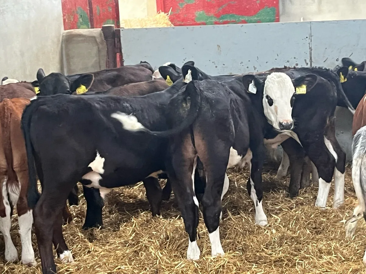 Super 5 Month Old AA HE Bull Runners - Image 3